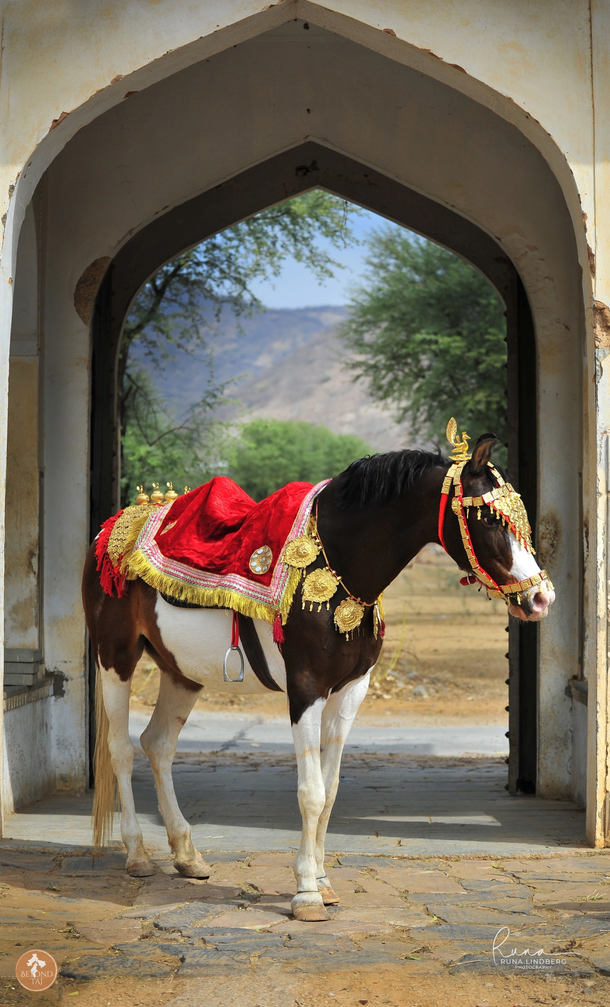Marwari horses are dressed in red velvet and gold for Rajasthani weddings and festivals. This one stood framed in a stone gateway its embroidered cloth and gilded headpiece catching the light as hills rose beyond the arch.