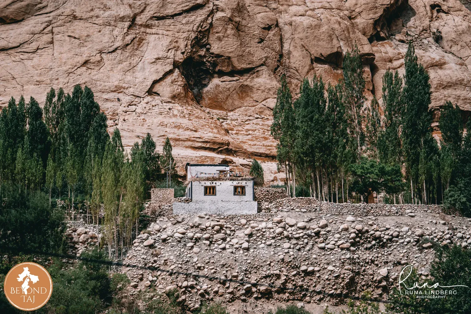 A small white washed house nestles beneath a towering red rock cliff surrounded by tall poplar trees. Ladakhi villages often make use of these natural rock formations for shelter from the winds.