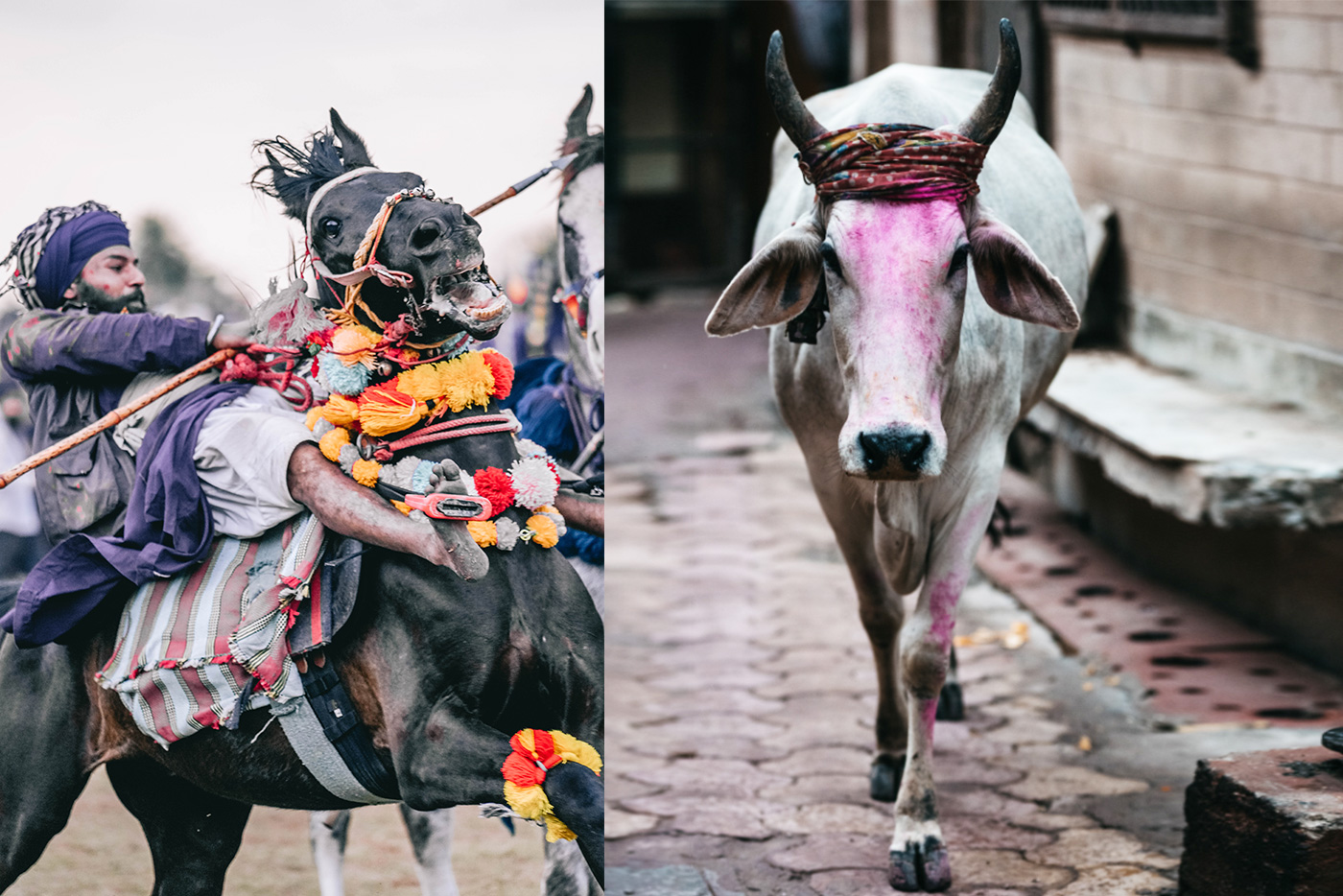 Holi & Hola Mohalla Photo Tour