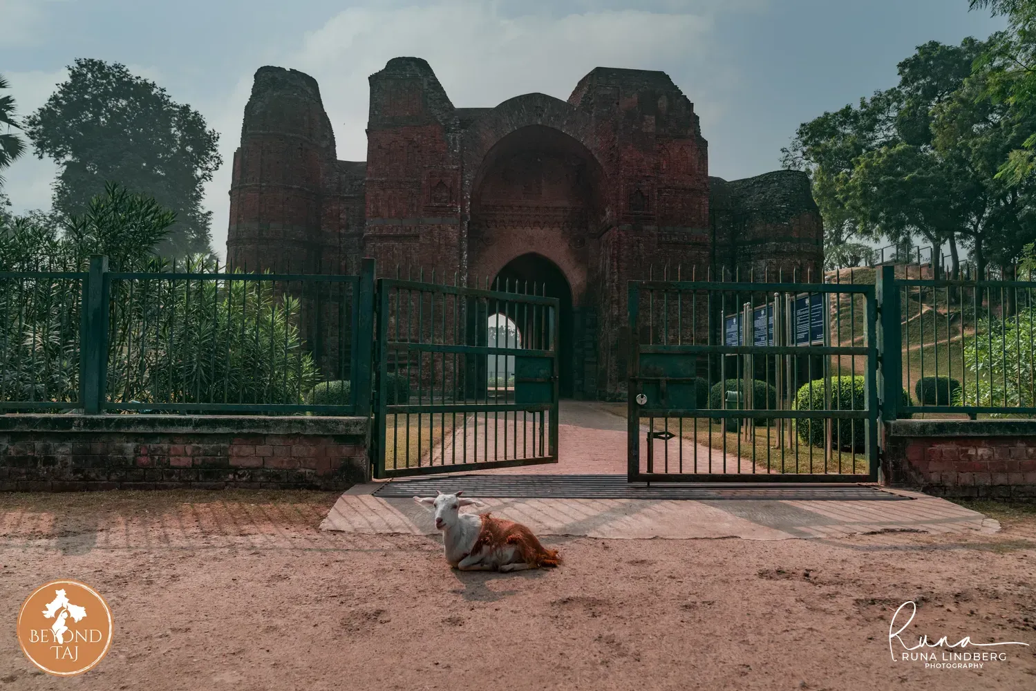 A white goat lies in front of the towering brick gateway that once marked the entrance to the ancient city of Gaur. Now a quiet historical site the ruins near the Bangladesh border see far fewer visitors than they once did.