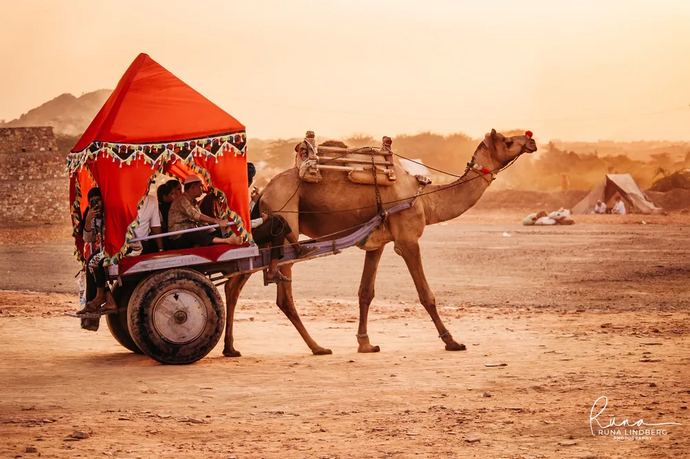 Camel pulling a cart with a red canopy full of passengers across the dusty fairground at sunset, tents in the background, Pushkar Mela