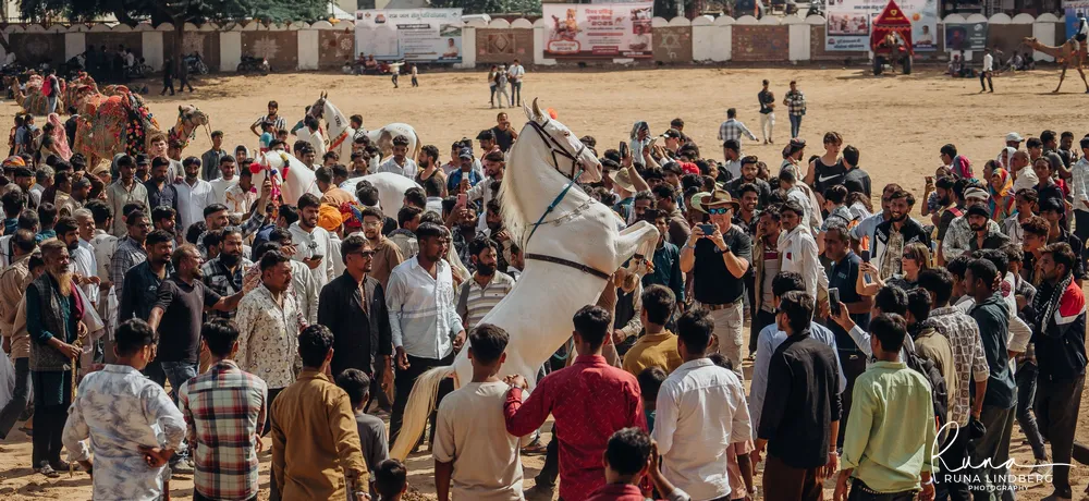 White horse rearing on its hind legs during a horse dancing display, surrounded by a large crowd on the Mela Ground, decorated camels in the background, Pushkar Mela
