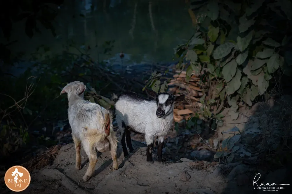 Mud-walled village houses in Dakshin Dinajpur with goats in the lane and children playing in the early morning mis