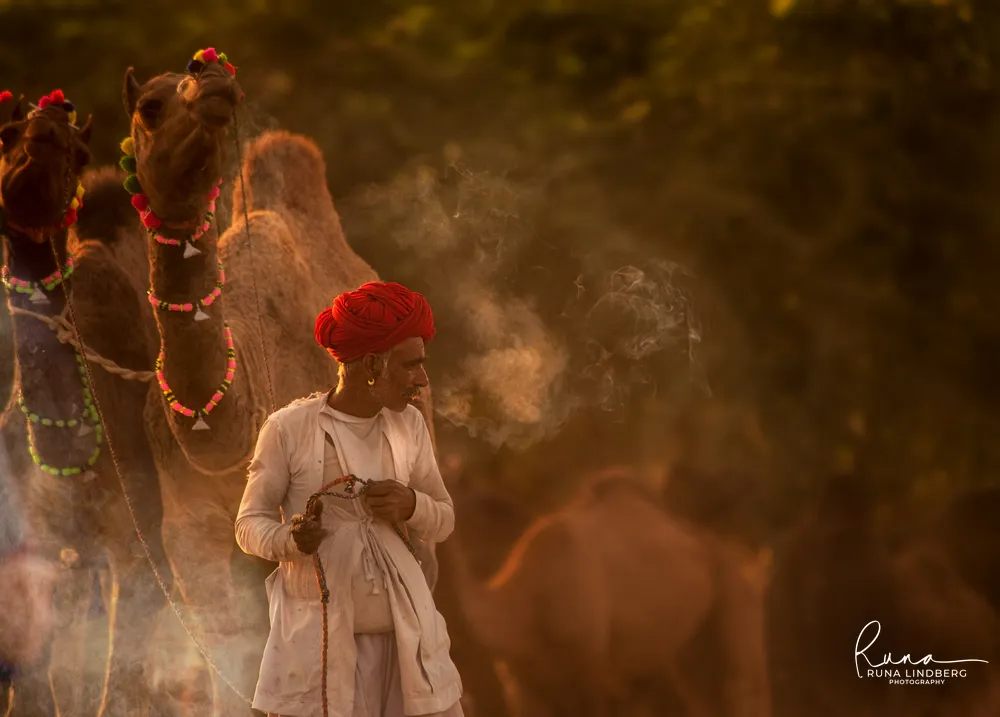 Herder in a red turban holding the reins of camels decorated with beaded necklaces and pompoms, campfire smoke in the evening light, Pushkar Mela