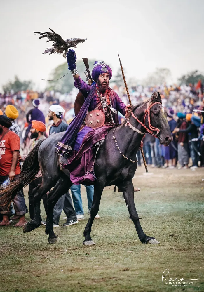 Nihang rider in purple robes on a black horse, a bird of prey on his raised gloved hand, shield and spear at his side, crowd behind him at Hola Mohalla, Anandpur Sahib