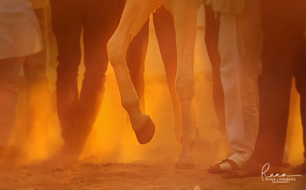 Close-up of a horse lifting its hoof among the legs of buyers and handlers, lit by golden dust, Pushkar Mela