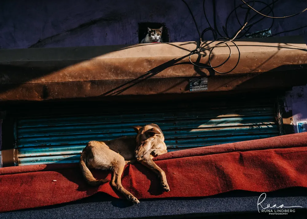 Street dog asleep on a red carpet draped over a ledge in front of a blue metal shutter, a cat watching from a hole in the wall above