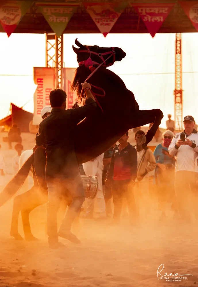Black horse rearing on its hind legs in backlit dust, its handler holding the reins, spectators and Pushkar Mela bunting behind them in the Mela Ground arena