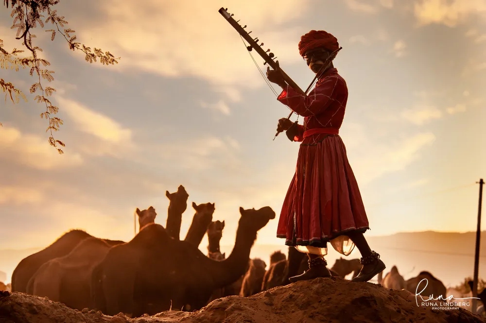 Rajasthani folk musician in a red turban and robe holding a ravanahatha on a sand dune, camels silhouetted against the golden evening sky, Pushkar Mela