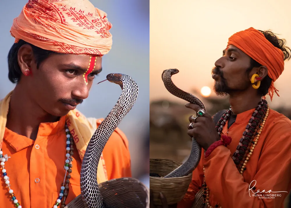 Two portraits of snake charmers in orange with cobras rising from their baskets, one in daylight and one against the setting sun, Pushkar Mela