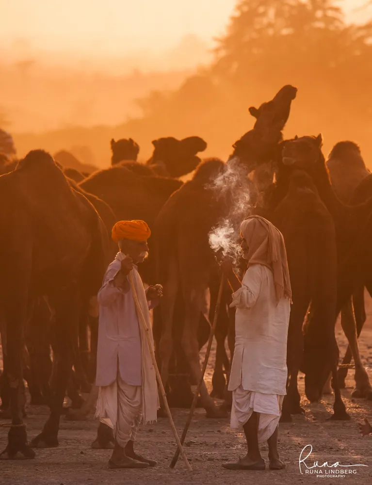 Two elderly camel herders with walking sticks talking among their camels, one smoking, lit by golden dust in the early morning, Pushkar Mela