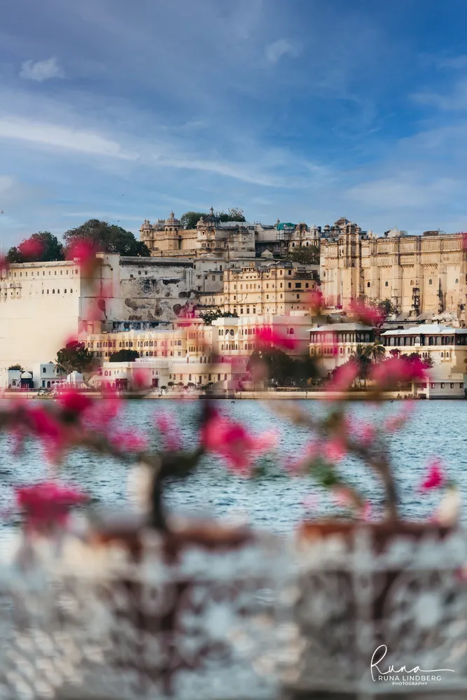 Udaipur City Palace rising above Lake Pichola, seen from across the water through blurred pink bougainvillea